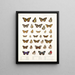 Insekty Lepidoptera Rhopalocera Pl 109 - Frederick DuCane Godman — oprawiony obraz na ścianie
