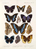 Insekty Lepidoptera Rhopalocera Pl 110 - Frederick DuCane Godman — widok dzieła