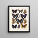 Insekty Lepidoptera Rhopalocera Pl 110 - Frederick DuCane Godman — oprawiony obraz na ścianie