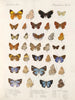 Insekty Motyle Rhopalocères Pl 111 - Frederick DuCane Godman — widok dzieła