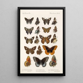 Frederick DuCane Godman - Insecta LepidopteraRhopalocera Pl 113.webp