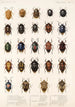 Insecta Rhynchota Hemiptera Heteroptera Pl 03 - Frederick DuCane Godman — widok dzieła