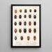 Insecta Rhynchota Hemiptera Heteroptera Pl 03 - Frederick DuCane Godman — oprawiony obraz na ścianie