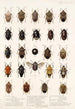 Insecta Rhynchota Hemiptera Heteroptera Pl 04 - Frederick DuCane Godman — widok dzieła