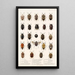Insecta Rhynchota Hemiptera Heteroptera Pl 04 - Frederick DuCane Godman — oprawiony obraz na ścianie