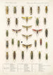 Insecta Rhynchota Hemiptera Homoptera Pl 32 - Frederick DuCane Godman — widok dzieła