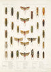 Insecta Rhynchota Hemiptera Homoptera Pl 33 - Frederick DuCane Godman — widok dzieła