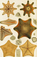 Echinodermes - Frederick McCoy — widok dzieła