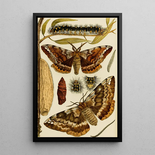 Frederick McCoy - Insects I.webp