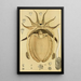 Mollusques IV - Frederick McCoy — oprawiony obraz na ścianie