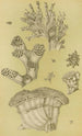Bryozoaires II - Frederick McCoy — widok dzieła