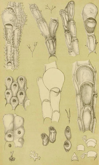 Frederick McCoy - Polyzoa III.webp