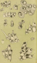 Bryozoaires IV - Frederick McCoy — widok dzieła