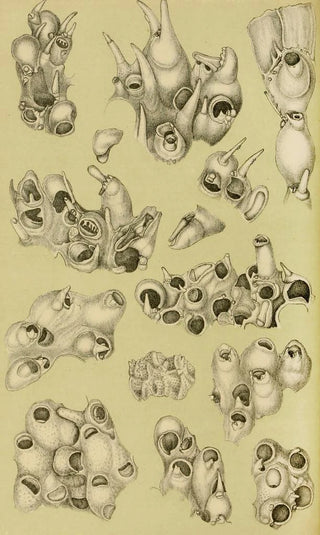 Frederick McCoy - Polyzoa V.webp