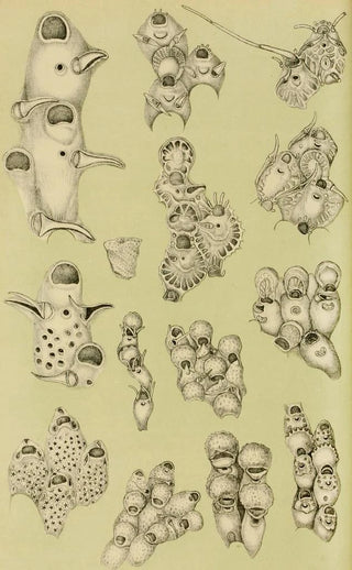 Frederick McCoy - Polyzoa VIII.webp