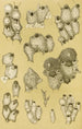 Bryozoaires XIV - Frederick McCoy — widok dzieła