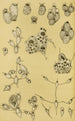 Bryozoaires XV - Frederick McCoy — widok dzieła