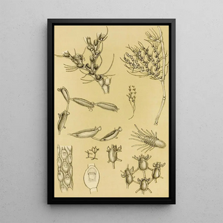 Frederick McCoy - Polyzoa XVI.webp