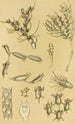 Bryozoaires XVI - Frederick McCoy — widok dzieła