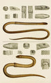 Reptiles III - Frederick McCoy — widok dzieła