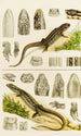 Reptiles VIII - Frederick McCoy — widok dzieła