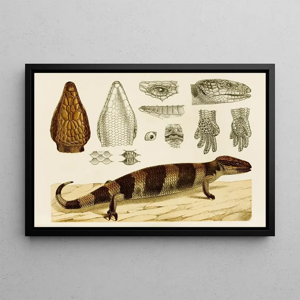 Frederick McCoy - Reptiles VI.webp