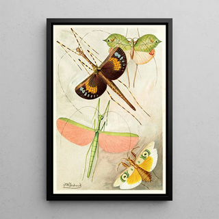 Frederick William Frohawk - Orthoptera.webp