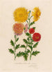 Chrysanthemum indicum luteoochraceum oraz 2 Chrysanthemum indicum luteo garantinum oraz 3 Chrysanthemum indicum flavumaureum - Gaetano Savi — widok dzieła