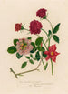 Rosa bengalensis fl simplici et 2 Rosa bengalensis plenissimo subcontracto atro purpureo et 3 Rosa bengalensis Thea Bizzarria - Gaetano Savi — widok dzieła
