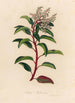 Arbutus andrachne - Gaetano Savi — widok dzieła