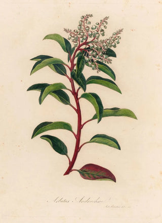 Gaetano Savi - Arbutus Andrachne.webp