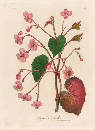 Gaetano Savi - Begonia discolor.webp