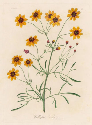 Gaetano Savi - Calliopsis bicolor.webp