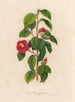 Camellia japonica - Gaetano Savi — widok dzieła