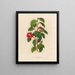 Camellia japonica - Gaetano Savi — oprawiony obraz na ścianie