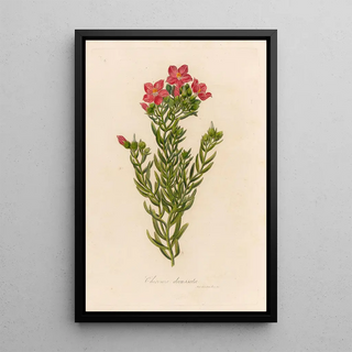 Gaetano Savi - Chironia decussata.webp