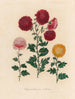 Chrysanthème indica - Gaetano Savi — widok dzieła