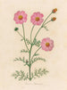 Cosmos bipinnatus - Gaetano Savi — widok dzieła