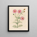 Cosmos bipinnatus - Gaetano Savi — oprawiony obraz na ścianie