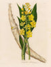 Cyrtopodium glutiniferum - Gaetano Savi — widok dzieła