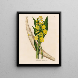 Gaetano Savi - Cyrtopodium glutiniferum.webp