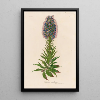Gaetano Savi - Echium candicans.webp