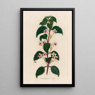 Gaetano Savi - Eranthemum bicolor.webp