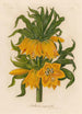Fritillaria imperialis - Gaetano Savi — widok dzieła