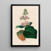 Gloxinia maculata - Gaetano Savi — oprawiony obraz na ścianie