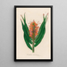 Hedychium aurantiacum - Gaetano Savi — oprawiony obraz na ścianie
