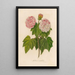 Hibiscus mutabilis - Gaetano Savi — oprawiony obraz na ścianie