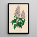 Hosta coerulea - Gaetano Savi — oprawiony obraz na ścianie