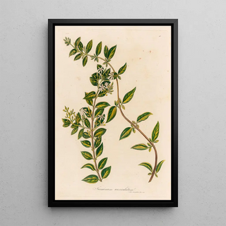 Gaetano Savi - Jasminum auriculatum.webp