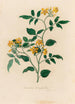 Jasminum heterophyllum - Gaetano Savi — widok dzieła